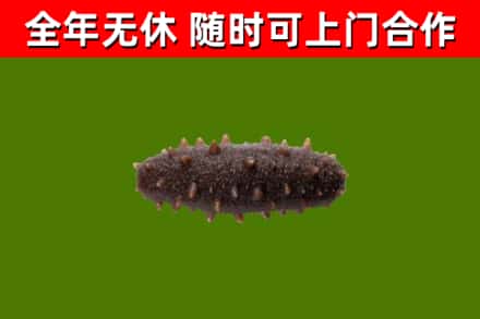 福清市回收海参干
